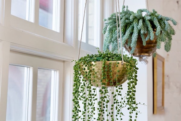 7 Cách Trang Trí Cửa Sổ Bằng Cây Xanh Mang Lại Sự Tươi Mát Cho Không Gian